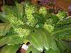 <em>Eucomis autumnalis amaryllidifolia</em>